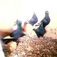 کبوتر دورگ|پرنده|شاهینشهر, خبرنگار|دیوار