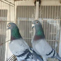 سبز پلاکی آلمانی مسافتی