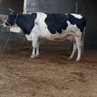 گاو جوان بسیار آرم با ۸ماه آبستنی مناسب خونه