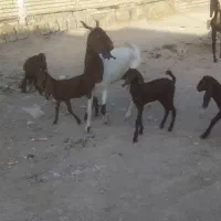 شادگان کمربندی روبه روی فرمانداری