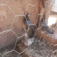 کفتر|پرنده|نیشابور, فضل|دیوار