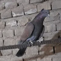 کفتر نقش|پرنده|زارچ, |دیوار