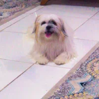 سگ باهوش|سگ|مشهد, شهرک بهارستان|دیوار