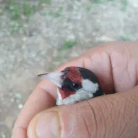سهره ماده معاوضه با نر
