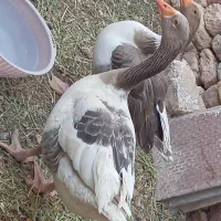غاز|حیوانات مزرعه|زابل, |دیوار