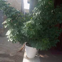 گل طبیعی  پنج انگشت با گلدان سالم۲۵۰۰ تومان