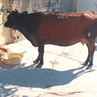فروش گاو جرسی اصل آبستن ۷ماه|حیوانات مزرعه|گله دار, |دیوار