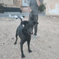یک عدد سگ نگهبان
