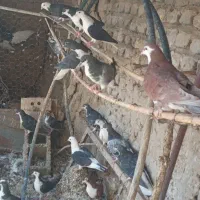 پرند