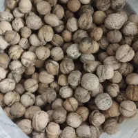 گردو تویسرکان|خوردنی و آشامیدنی|رباط‌کریم, رباط‌کریم|دیوار