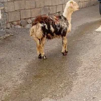 بره قوچ پلنگی