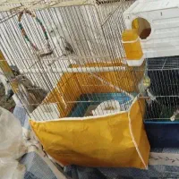 جفت عروس آلبینو مولد|پرنده|سیرجان, |دیوار