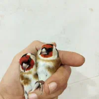 سهره نر|پرنده|اصفهان, شاهد|دیوار