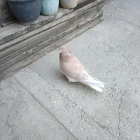 کبوتر