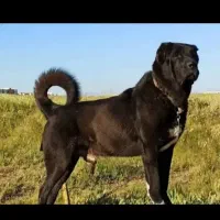 پذیرای سگ نگهبانی رایگان هستم