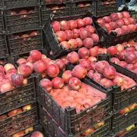 شراکت در میدان تربار