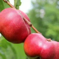 پیشفروش نهال شلیل انجیری