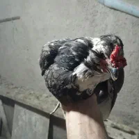 تخم نطفه دارگلین لری