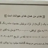 بچه گربه|گربه|تهران, هروی|دیوار