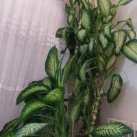 2عددگلدان بزرگ دیفن باخیا خارجی واز نوع ماده