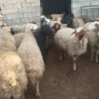 گوسفند داشتی جوان|حیوانات مزرعه|کوهدشت, |دیوار