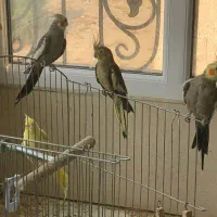 عروس هلندی