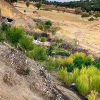 فروش باغ|فروش خانه و ویلا|بانه, |دیوار