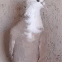 کله سفید و ساده|پرنده|آیسک, |دیوار