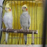 جفت عروس هلندی|پرنده|ری, شهید غیوری (ابن باویه)|دیوار