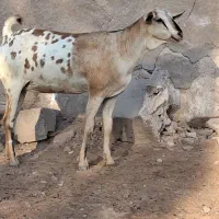 بز سومال|حیوانات مزرعه|بندرلنگه, |دیوار