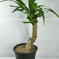 یوکا رایگان در مشهد