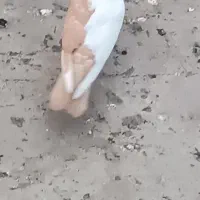 کبوتر|پرنده|اهواز, کوی پیروزی|دیوار