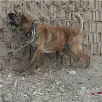 سگ افغان دوسال گله ای دهن پاک