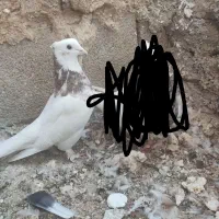 طوق شازده نر