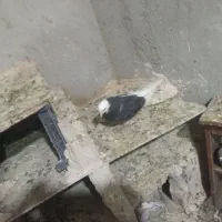 فروش کبوتر|پرنده|ایلخچی, |دیوار