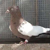 کفتر سینه تافته ای  نر  کشیده بلند