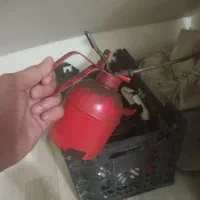 روغن دون بزرگ