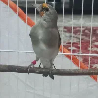 سهره دورگ نر دهن دار