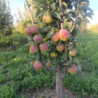 خرید،میوه ی سردرختی