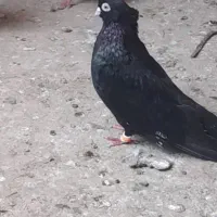 کبوتر|پرنده|میاندوآب, |دیوار