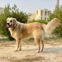 سگ گمشده