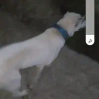 سگ هاستگی زانبی|سگ|طاهرگوراب, |دیوار