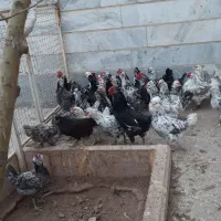 فروش تخم مرغ نطفه دار و مرغ گلین لری ریشی چهل تاج