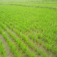 برنج هاشمی شهرستان آستارا|خوردنی و آشامیدنی|لوندویل, |دیوار