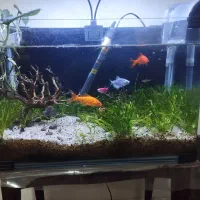 آکواریوم پلنت کامل و سالم