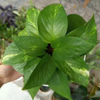 گیاه پتوس منجولا و زعفرانی|گل و گیاه طبیعی|شاهینشهر, شهرک هشت بهشت|دیوار