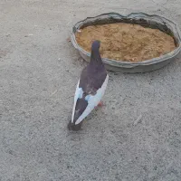 کفتر یهودی|پرنده|تربت‌حیدریه, پایانه مسافربری تربت حیدریه|دیوار