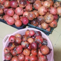 انار درجه یک  خوردنی و انار ربی موجود|حراج|گنبد کاووس, |دیوار