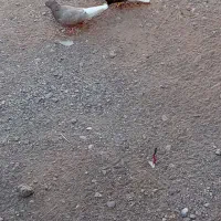 کبوتر دم سفید|پرنده|خوشاب, |دیوار