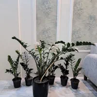 زامفولیا گیاه مادر ۱ متری